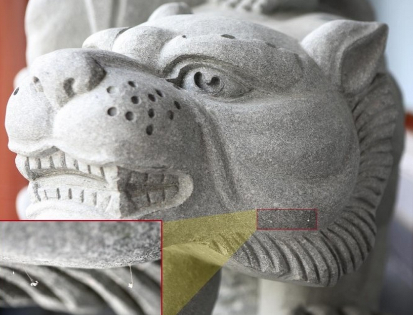 韩国一大学校园惊现百余朵神花 相传3000年