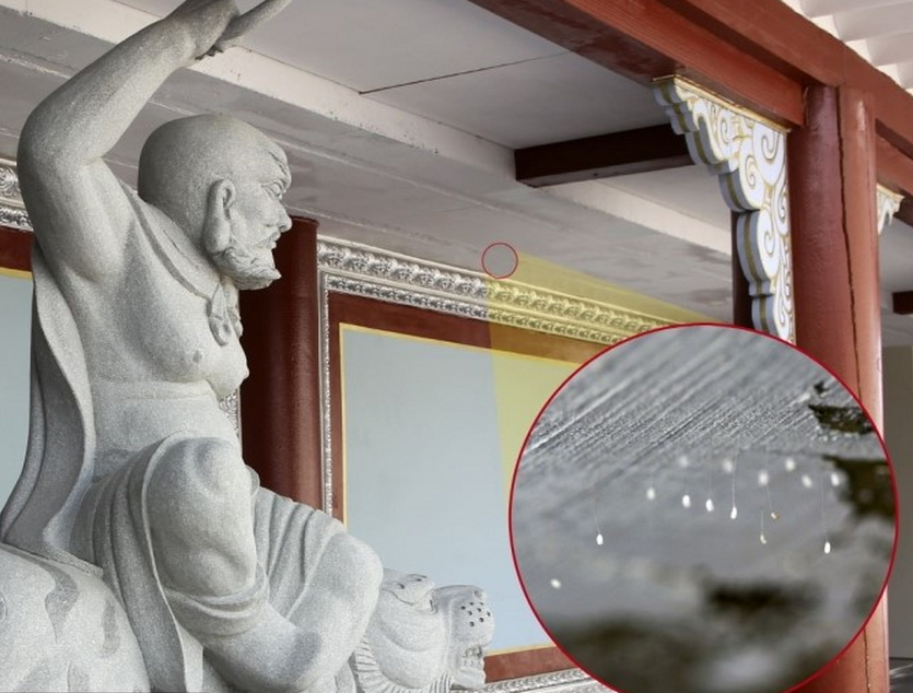 韩国一大学校园惊现百余朵神花 相传3000年