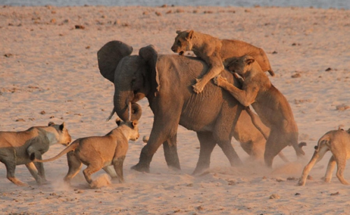 8岁小象机智击退14只母狮子逃脱狮口-小象|母
