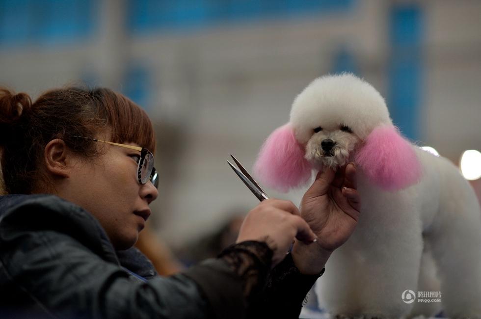 重庆爱宠节88位美容师比赛为萌犬整容-美容师