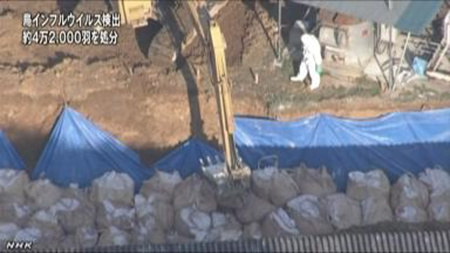 日本宫崎县养鸡场现禽流感病毒 4.2万只鸡被杀