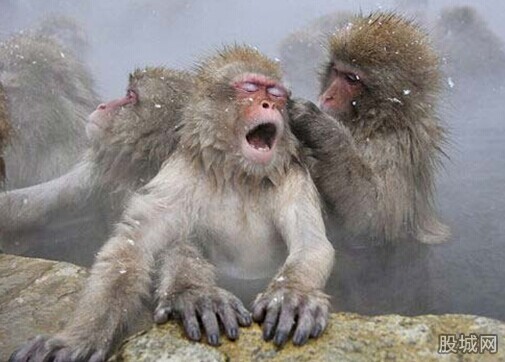 日本雪猴泡温泉取暖 场面十分有趣(图)-日本雪