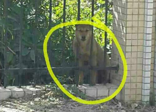 教官杀狗烤食现场曝光 男教官把狗打死女教官