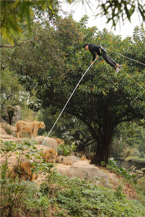 《奇妙的朋友》突发事件 明星直面受伤的狮子
