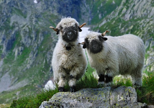 史上最萌小羊 霸气的名字:瓦莱黑鼻羊-小羊