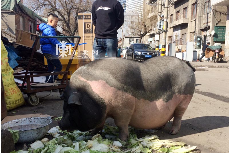 市民买袖珍猪当宠物谁料小猪长成大胖子--齐齐