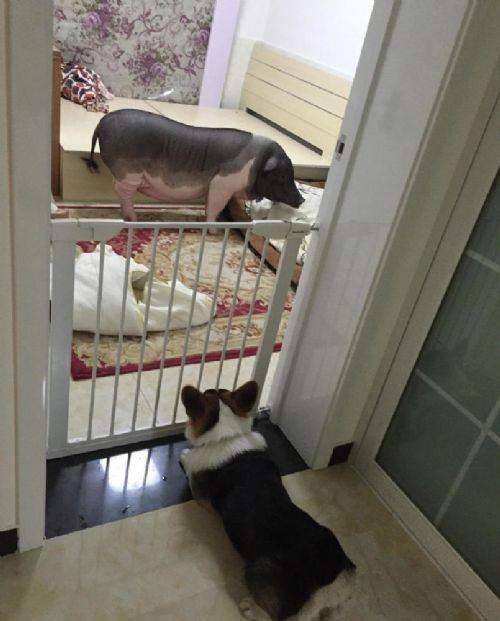 女子晒170斤宠物猪 同被窝睡觉引网友热议