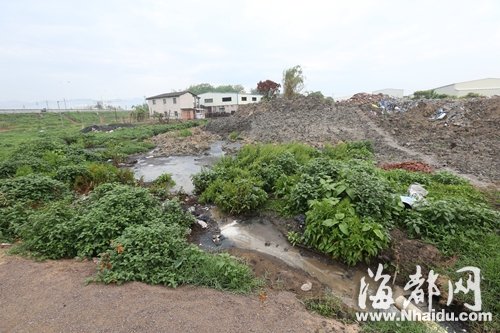 福州猪场黑臭粪水直排乌龙江支流 破坏大片湿