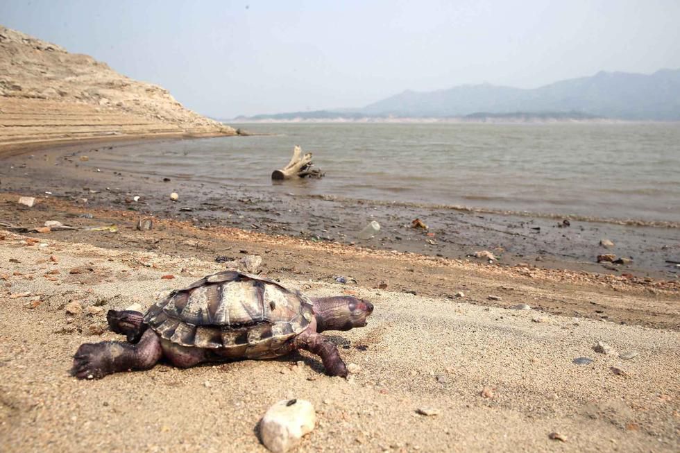 岗南水库几近干涸 很多生物被暴晒而死-岗南水