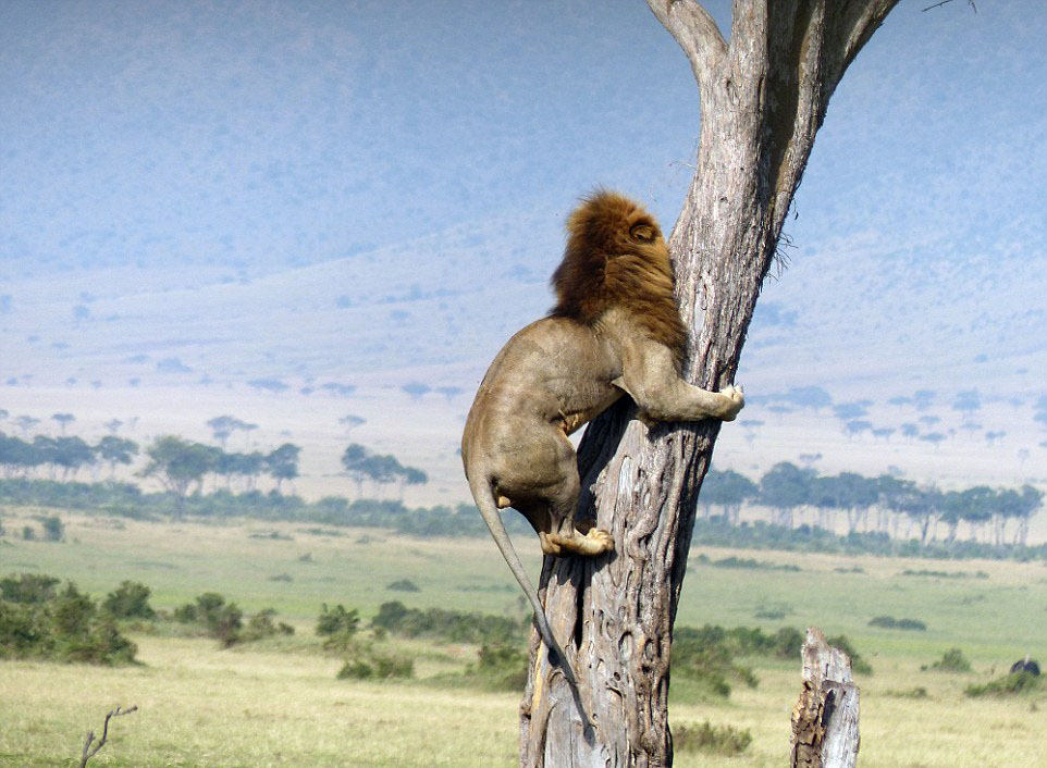 肯尼亚狮子为躲避水牛袭击逃上树-肯尼亚|狮子
