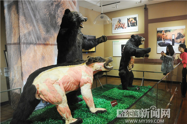 我国首具熊塑化标本在省博展出