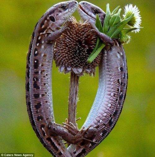 盘点渴望爱情的动物们如何吸引异性(图)-异性|