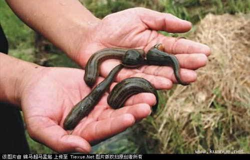 自然界10大恐怖动物：总有一个让你毛骨悚然