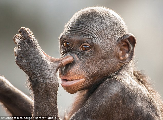搞笑动物模仿人类举止:扣鼻屎的黑猩猩(图)-人