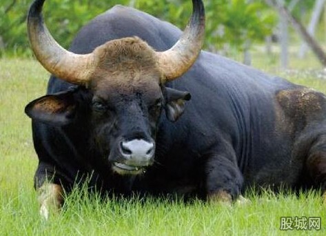 讨牛村民要做DNA 花6500元做司法鉴仍被拒绝