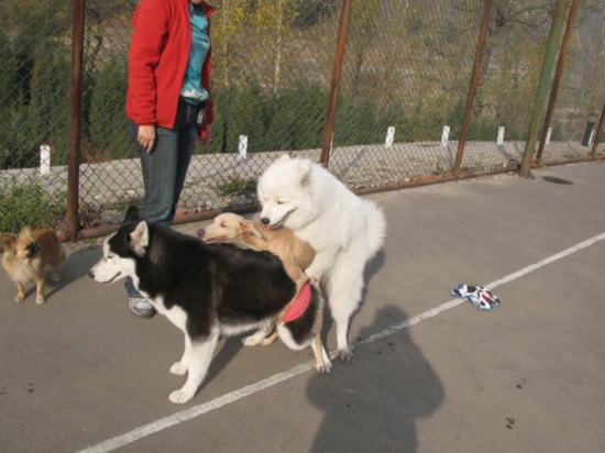 盘点动物暴力性交:袋鼬是暴力强奸犯