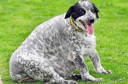 动物爆笑重量级选手:金鱼太胖漂水面上(图)-动