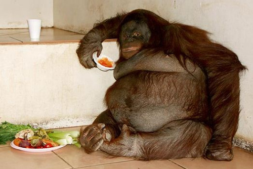 动物爆笑重量级选手:金鱼太胖漂水面上(图)-动