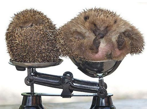 动物爆笑重量级选手:金鱼太胖漂水面上(图)-动