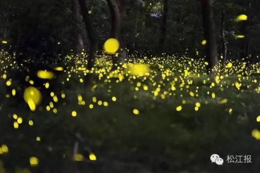 萤火虫公园将开放 专家:或对生态带来负面影响