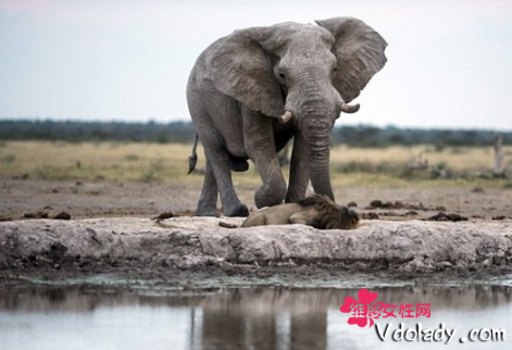 狮子喝水险被大象踩死 千钧一发狼狈逃生