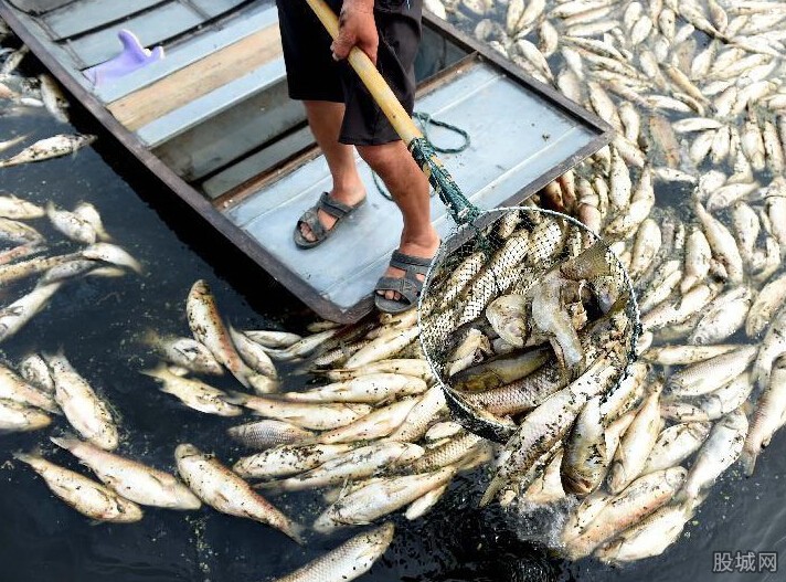 酱油湖是什么 渔民损失1.9亿非常惨重