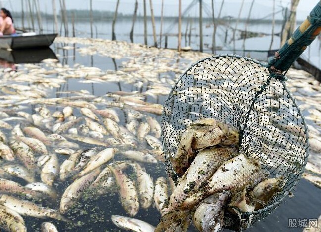酱油湖是什么 渔民损失1.9亿非常惨重