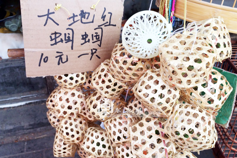 白林鹤)盛夏时节,在哈尔滨市道外区花鸟鱼市场,大量的大地红蝈蝈开始