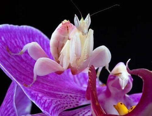 10大怪异昆虫:魔花螳螂能模拟花卉!-昆虫|螳螂