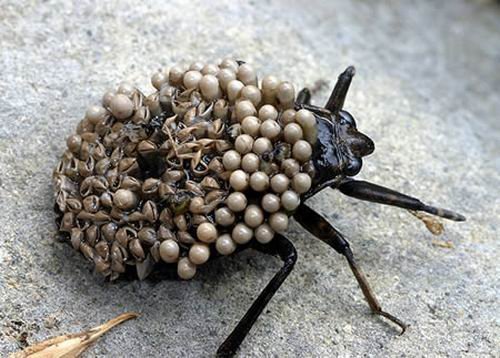 10大怪异昆虫:魔花螳螂能模拟花卉!-昆虫|螳螂