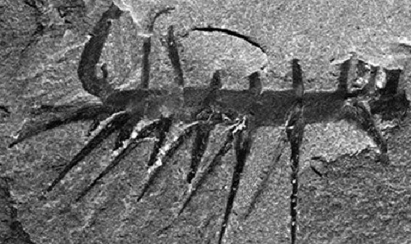 比恐龙更怪异13种史前动物:甲青鱼类动物-怪异