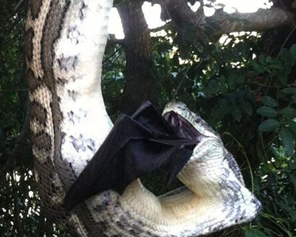 蝙蝠视频图片 8137427_118476.jpg