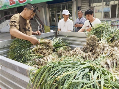 新蒜上市受欢迎 鹤城市民忙着腌制糖蒜-腌制|糖蒜