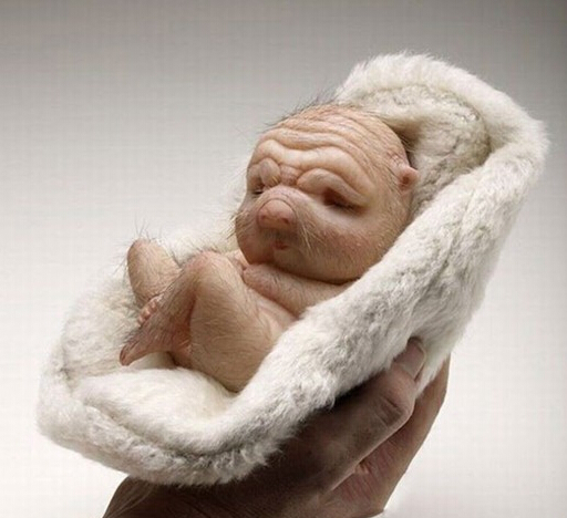 重口味!揭秘惊世骇俗“猪人”人与猪的杂交怪物-重口味|猪人|杂交-东北网社会