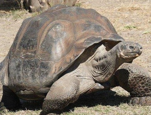 最老动物被玩死 盘点地球上最长寿的动物-地
