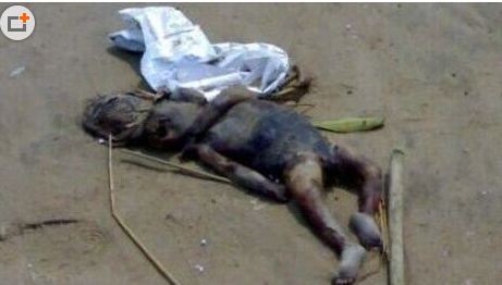 北极怪异生物速度快似水鬼 在水里力大无穷喜欢吃眼珠