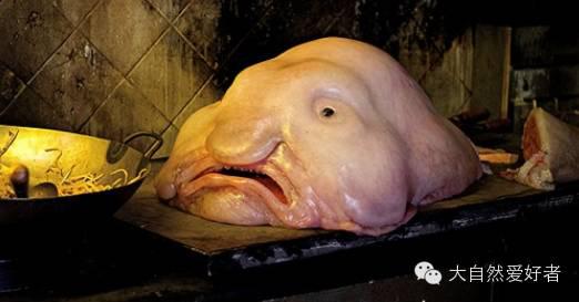 世界上最“忧伤”的鱼:长的真的是很随意-水滴鱼|大鱼|怪鱼-东北网国际