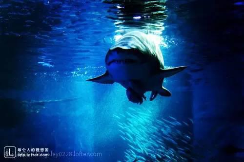 你是哪种深海恐惧症?进来你就知道-深海恐惧症