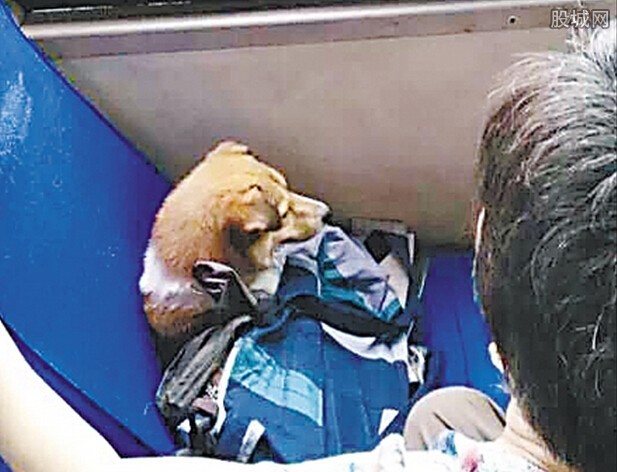 大妈为狗刷卡占座 理直气壮称已刷卡-大妈为狗