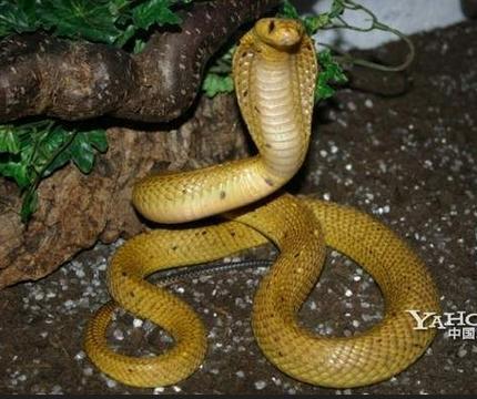 广西桂平深山挖出一条140岁金色蛇精?网友质