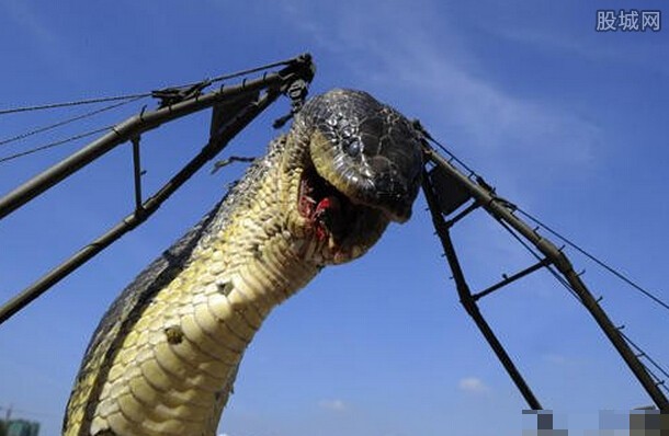 北京抓获百米巨型蟒蛇真相揭秘 长如巨型蛇妖