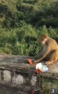 猴子讨食物遭扔炮仗炸伤游客大笑 网友:吃货伤