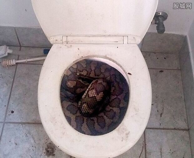 蟒蛇爬进马桶中 女主人尿都被吓出来了