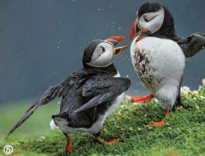 世界上有什么鸟不会飞?_花鸟鱼虫_奇飞知识网