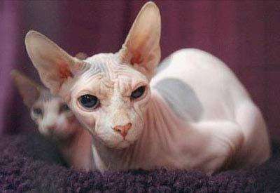 盘点30种罕见动物:八目鳗是最恶心海洋生物-罕