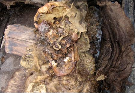 揭秘2000多年前冰冻锡西厄人 木乃伊 [组图]-冰