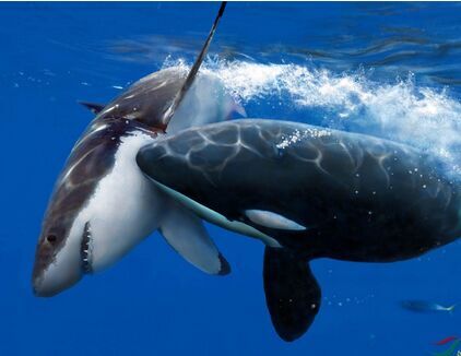 鲨鱼遭16头虎鲸追赶 命悬一线急中生智险象环