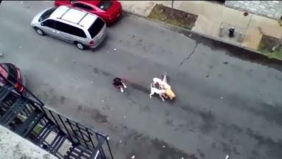 女子命犬攻击老人 被狗咬伤保险怎么算赔付怎