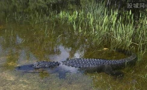鳄鱼公园游荡被捕 蟒蛇大战鳄鱼场面十分恐怖