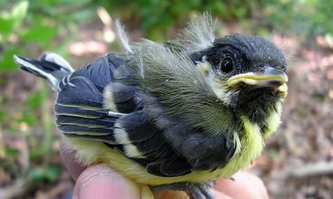 解开佛山恐龙之谜:白垩纪的“恐龙天堂”(图)-白垩纪|恐龙蛋|恐龙骨|物种|发掘-东北网社会